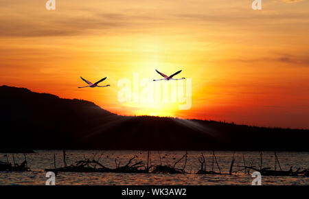 Fenicotteri volano nel tramonto sul bellissimo Lago Gotomeere Foto Stock