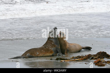 Due giovani meridionali guarnizione di elefante tori (Mirounga leonina) lotta alla spiaggia sulla guarnizione Lion Island, Isole Falkland Foto Stock