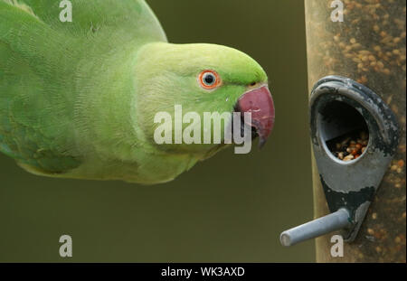 Un colpo alla testa di un anello di colli o rosa-inanellati parrocchetto alimentazione da un alimentatore di sementi. È IL REGNO UNITO più abbondanti naturalizzato parrot. Foto Stock