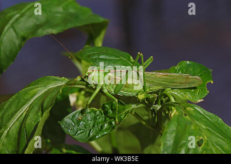 Maschio grande macchia verde cricket o latino katydid tettigonia viridissima su una foglia di capsicum in estate in Italia centrale Foto Stock