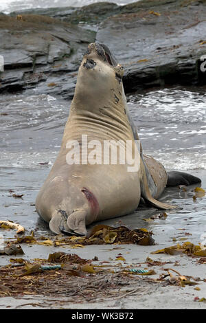 Due giovani meridionali guarnizione di elefante tori (Mirounga leonina) lotta alla spiaggia sulla guarnizione Lion Island, Isole Falkland Foto Stock