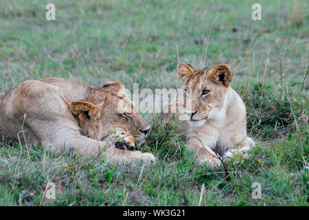 Lion cubs in appoggio in erba, dormendo maschio e femmina a guardare oltre Foto Stock