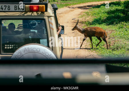 Antilope passando per la strada in tra africani jeep safari Foto Stock