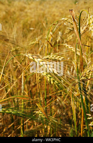 Verticale di close-up di superba mature di colore giallo oro raccolto di orzo, quasi pronto per essere raccolto e forse diventare la birra. Foto Stock