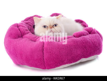 Exotic Shorthair cat davanti a uno sfondo bianco Foto Stock