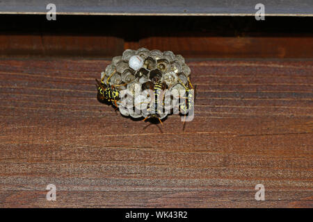 Tree vespe o carta vespe sul loro nido e basandosi su una parete latino Polistes dominulus o simili gallicus dolichovespula sylvestris Foto Stock