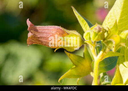 Schwarze Tollkirsche, atropa belladonna, SchwarzeTollkirsche, Atropabelladonna, Giftpflanze, Arzneipflanze Foto Stock