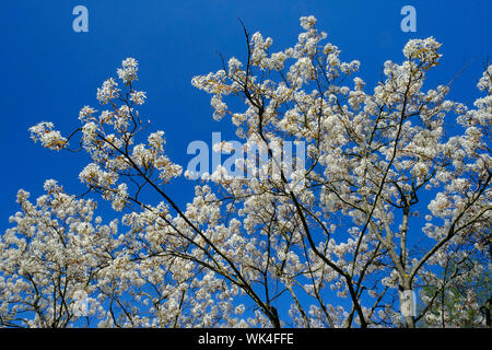 KupferFelsenbirne, Amelanchierlamarckii, Kupfer-Felsenbirne, Amelanchier lamarckii, Frühling, blütenpracht, weiße Blüten Foto Stock