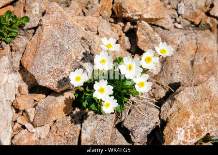 Alpen-Hahnenfuss, Ranunculus alpestris, Schweiz Foto Stock
