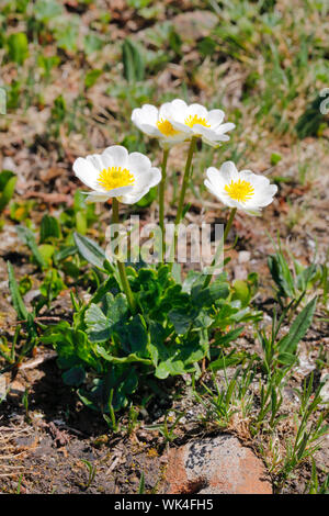 Alpen-Hahnenfuss, Ranunculus alpestris, Schweiz Foto Stock