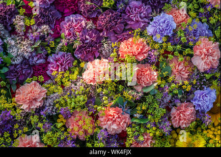 Sfondo di diversi tipi di garofani. Sfondo fiori. Fiori colorati di garofani. Foto Stock