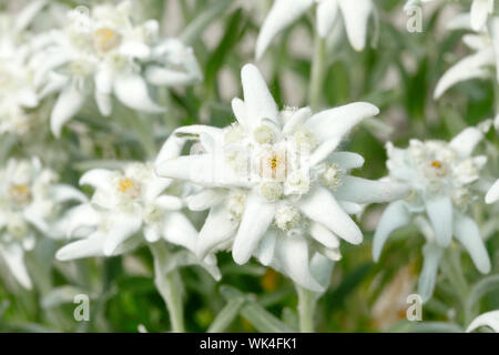 Alpen-Edelweiss, Leontopodium alpinum, Schweiz Foto Stock