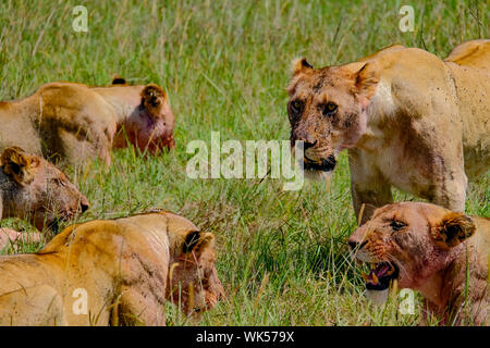 I Lions femmina dopo kill, sangue sulla faccia Masai Mara Kenya Africa Foto Stock