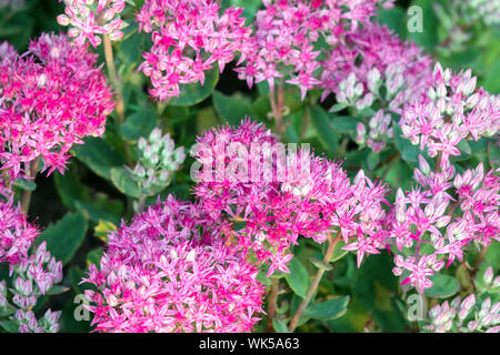 Stonecrop, Sedum, Hylotelephium telephium 'Munstead rosso" Foto Stock