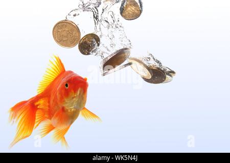 Goldfish e denaro euro mostrando il finanziamento o il concetto di investimento Foto Stock