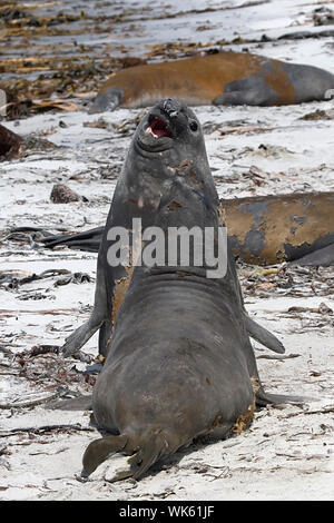 Due giovani meridionali guarnizione di elefante tori (Mirounga leonina) lotta alla spiaggia sulla guarnizione Lion Island, Isole Falkland Foto Stock