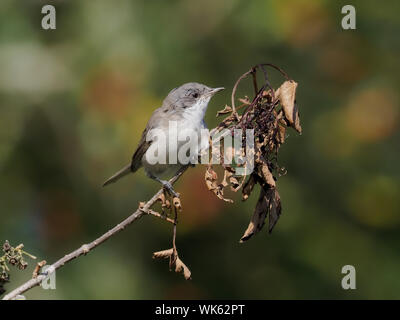 Lesser whitethroat, Sylvia curruca, singolo uccello sul ramo, Warwickshire, Agosto 2019 Foto Stock