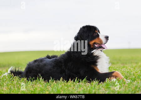 Bovaro del Bernese sdraiati sull'erba. Adulto, di razza. Corpo pieno visualizza Foto Stock