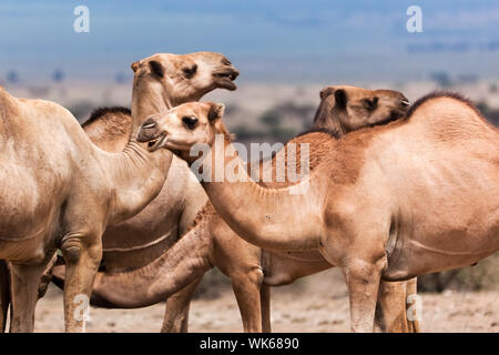 Gruppo di cammelli sotto l'albero in Africa Foto Stock