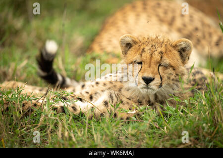 Assonnato cheetah cub giace con gli occhi chiusi Foto Stock