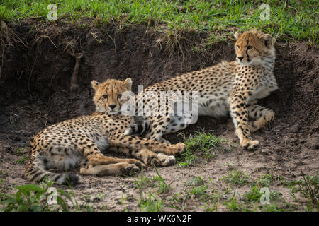 Due cuccioli di ghepardo giacere contro banca di terra Foto Stock