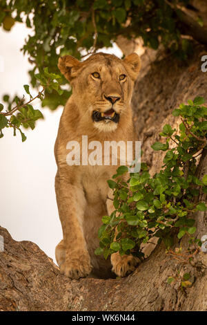 Il leoncello si siede nella struttura ad albero guardando a destra Foto Stock