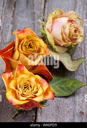 Tre bellezza colorati rose appassite con foglie closeup rustico sfondo di legno Foto Stock