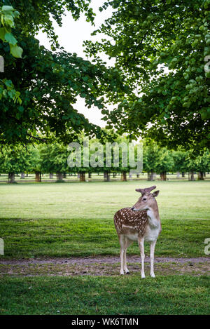 Daini fulvo, Surrey, England, Regno Unito Foto Stock