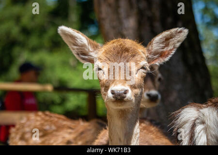 Splendido daino allo zoo, piemonte, Italia Foto Stock