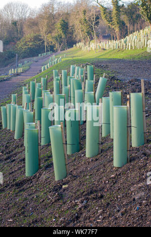 Tubi in plastica protegge il nuovo alberelli su una nuova banca scavato in una zona boschiva Foto Stock
