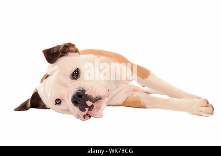 Olde English Bulldogge recante su sfondo bianco Foto Stock