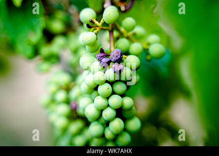 Close-up di ripe vino bianco uva, paesaggio shot Foto Stock