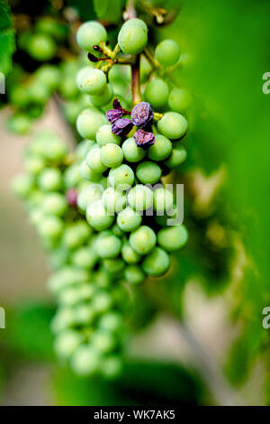 Close-up di ripe vino bianco uva, inquadratura orizzontale Foto Stock