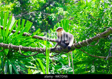 Rosso-shanked Douc con il suo bambino nella foresta in Cambogia Foto Stock