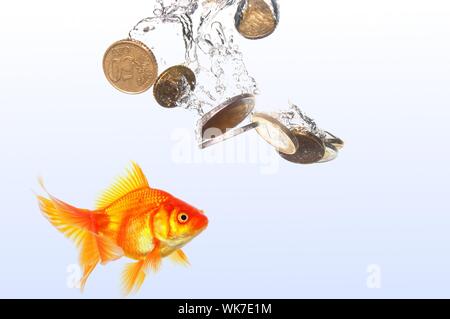 Goldfish e denaro euro mostrando il finanziamento o il concetto di investimento Foto Stock