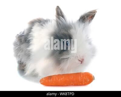 Il coniglio d'angora davanti a uno sfondo bianco Foto Stock