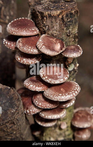 Funghi Shiitake cresce su dead Oak tree logs Foto Stock