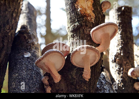 Funghi Shiitake cresce su dead Oak tree logs Foto Stock