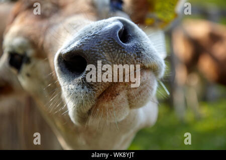 Close-up del muso di un Jersey vacca e narici Foto Stock