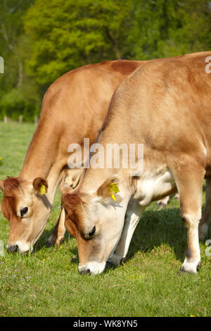 Coppia di Jersey vacche da latte al pascolo in pascolo Foto Stock