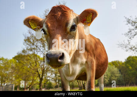 Jersey vacca da latte con marchi auricolari Foto Stock