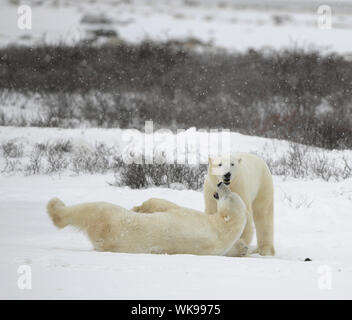 La coppia di orsi polari si rilassa. Gli orsi polari giocare. Nevica. Foto Stock