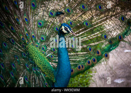 Peacock sollevando il suo verde cangiante covert piume con la loro peculiare configurazione ad occhio in un ventaglio di corteggiamento come egli cerca di attirare un tappetino Foto Stock