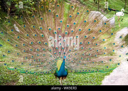 Peacock sollevando il suo verde cangiante covert piume con la loro peculiare configurazione ad occhio in un ventaglio di corteggiamento come egli cerca di attirare un tappetino Foto Stock