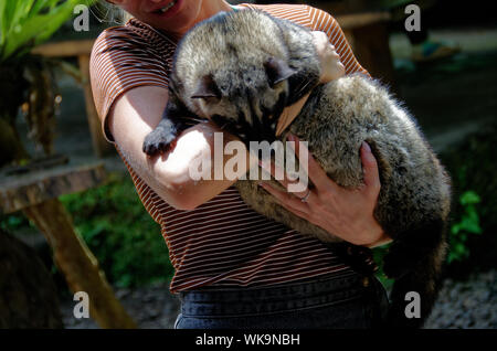 Donna che tiene un Civet asiatico del palmo, l'animale di cui il sterco fa parte di fare caffè di Poo del gatto Foto Stock