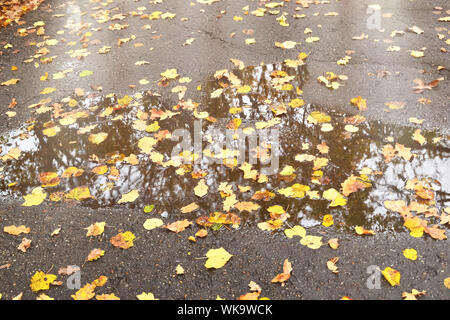Bella pesci colorati nuotare nell'acquario Foto Stock