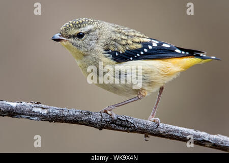 Avvistato Pardalote (Pardalotus punctatus), boschi parco storico, Greenvale, Australia Foto Stock