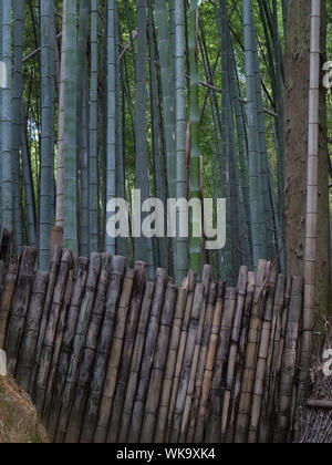 Giappone - Foto di Sean Sprague Arashiyama, Kyoto. Boschetto di bambù. Foto Stock