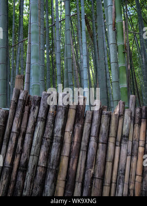 Giappone - Foto di Sean Sprague Arashiyama, Kyoto. Boschetto di bambù. Foto Stock