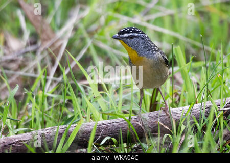 Avvistato Pardalote (Pardalotus punctatus), boschi parco storico, Greenvale, Australia Foto Stock